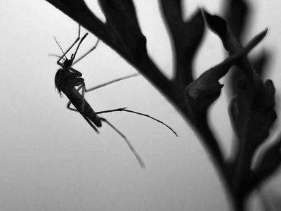 About Restaurant Pest Control Peoria - restaurant pest control experts in Peoria